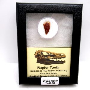 Genuine Cretaceous Age African Raptor Dinosaur Tooth Fossils For Sale From Morocco #98