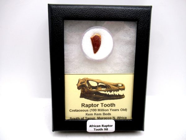 African "Raptor" Dinosaur Tooth - 98