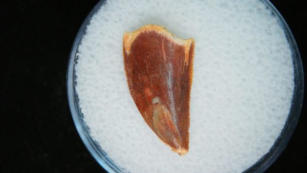 African "Raptor" Dinosaur Tooth - 98 - Image 2