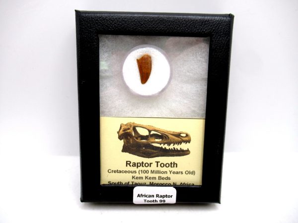 African "Raptor" Dinosaur Tooth - 99