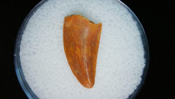 African "Raptor" Dinosaur Tooth - 99 - Image 2
