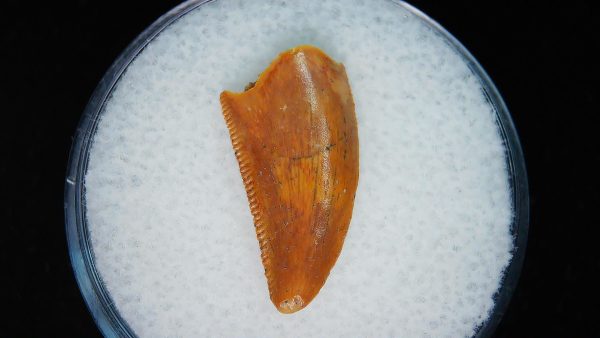 African "Raptor" Dinosaur Tooth - 99 - Image 3