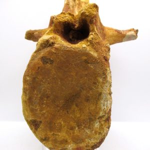 Elosuchus Crocodile Vertebra - Morocco #1