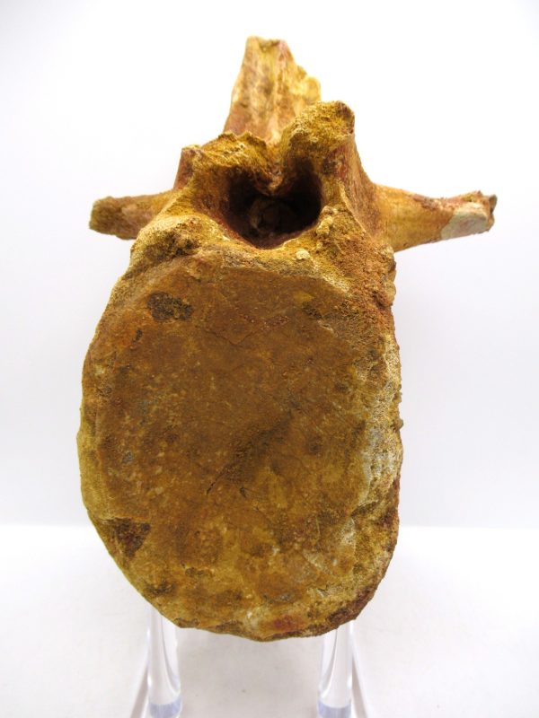 Elosuchus Crocodile Vertebra - Morocco #1