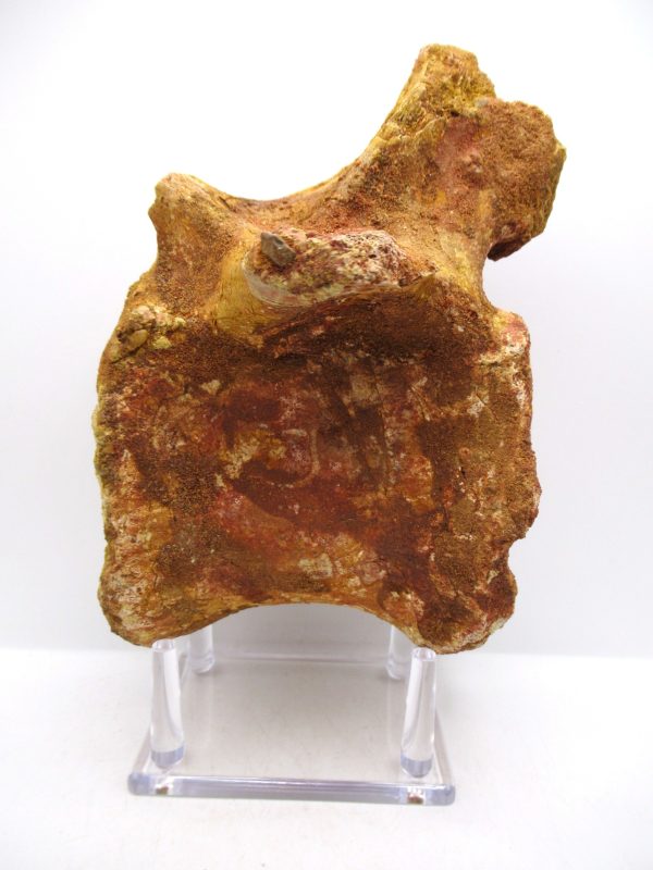 Elosuchus Crocodile Vertebra - Morocco #1 - Image 2
