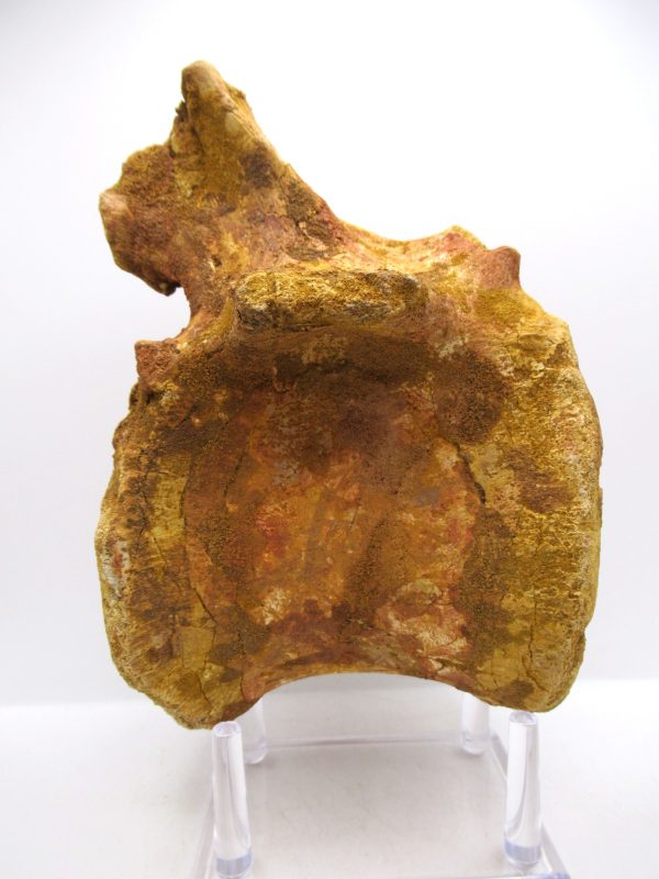 Elosuchus Crocodile Vertebra - Morocco #1 - Image 5