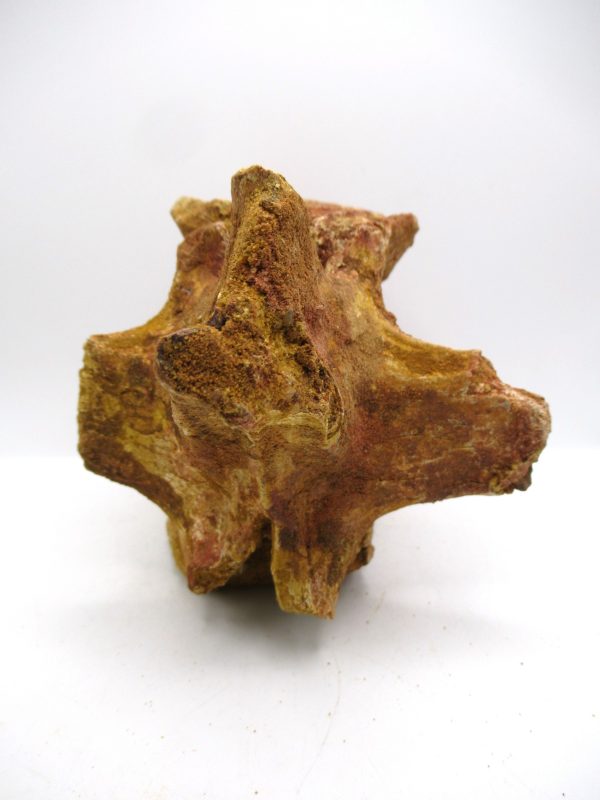 Elosuchus Crocodile Vertebra - Morocco #1 - Image 4