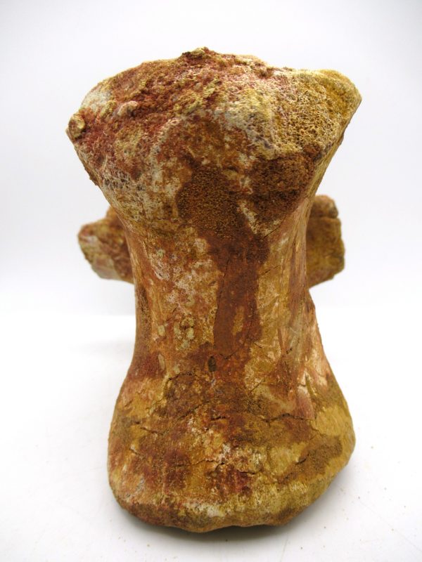 Elosuchus Crocodile Vertebra - Morocco #1 - Image 3