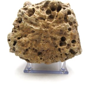 Genuine Eocene Age Basiliosaurus Primitive Whale Vertebra Fossil for Sale from Morocco #1