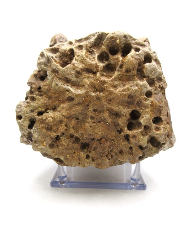 Genuine Eocene Age Basiliosaurus Primitive Whale Vertebra Fossil for Sale from Morocco #1