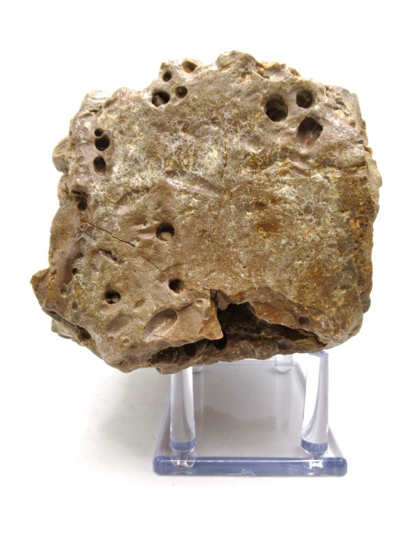 Genuine Eocene Age Basiliosaurus Primitive Whale Vertebra Fossil for Sale from Morocco #1a