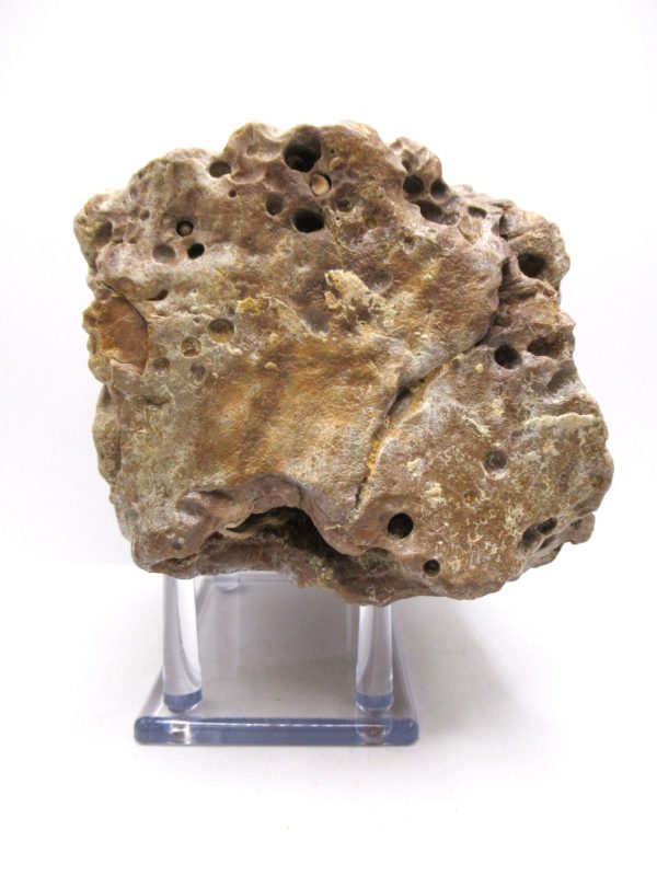 Genuine Eocene Age Basiliosaurus Primitive Whale Vertebra Fossil for Sale from Morocco #1c