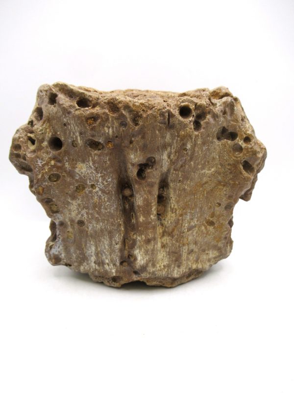 Genuine Eocene Age Basiliosaurus Primitive Whale Vertebra Fossil for Sale from Morocco #1d