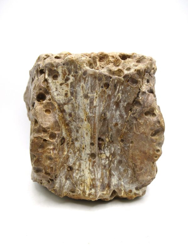 Genuine Eocene Age Basiliosaurus Primitive Whale Vertebra Fossil for Sale from Morocco #1e