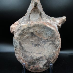Atlasaurus Sauropod Vertebra #1