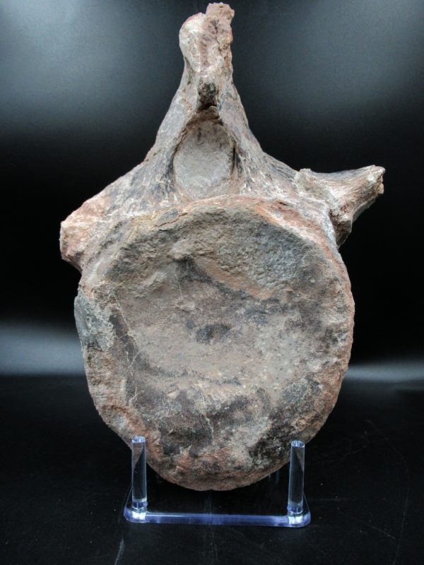 Atlasaurus Sauropod Vertebra #1