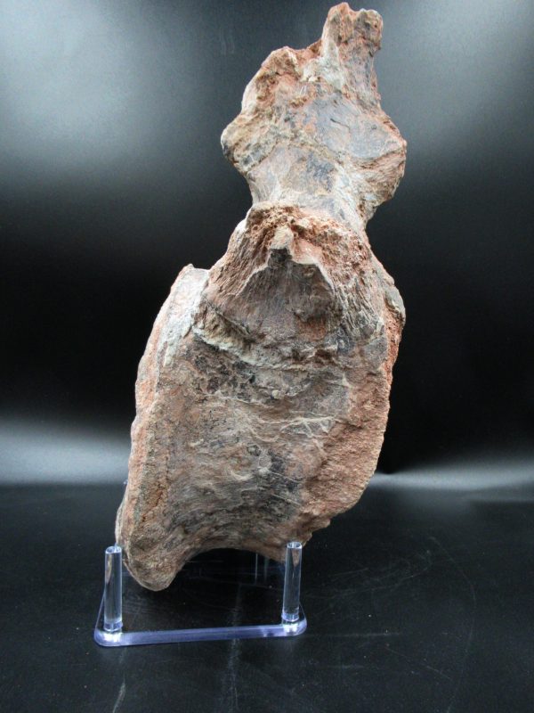 Atlasaurus Sauropod Vertebra #1 - Image 2