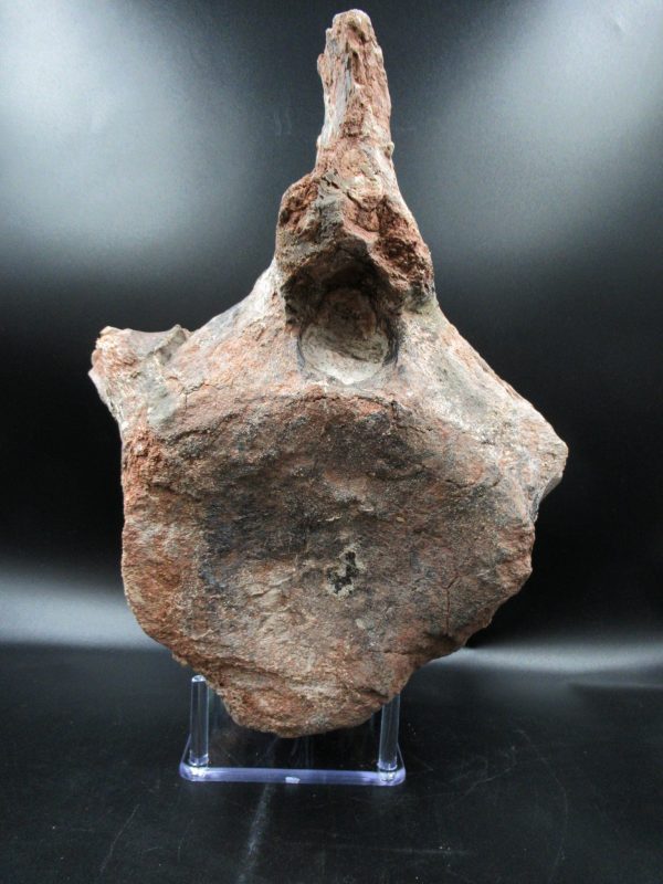 Atlasaurus Sauropod Vertebra #1 - Image 7