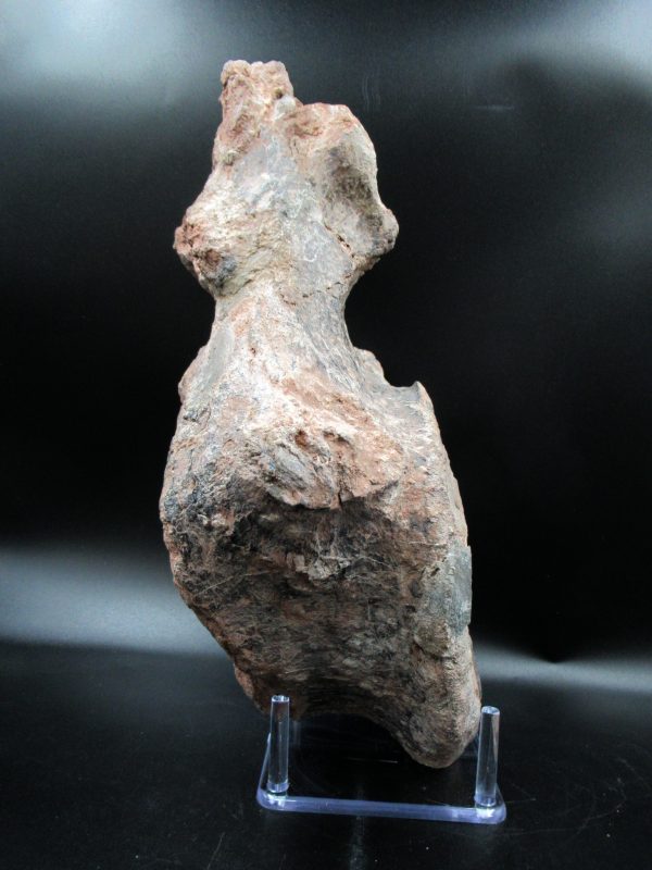 Atlasaurus Sauropod Vertebra #1 - Image 6