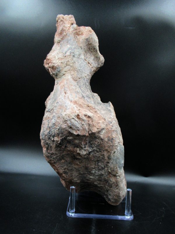 Atlasaurus Sauropod Vertebra #1 - Image 5