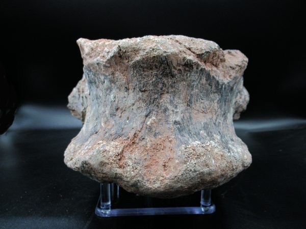 Atlasaurus Sauropod Vertebra #1 - Image 4