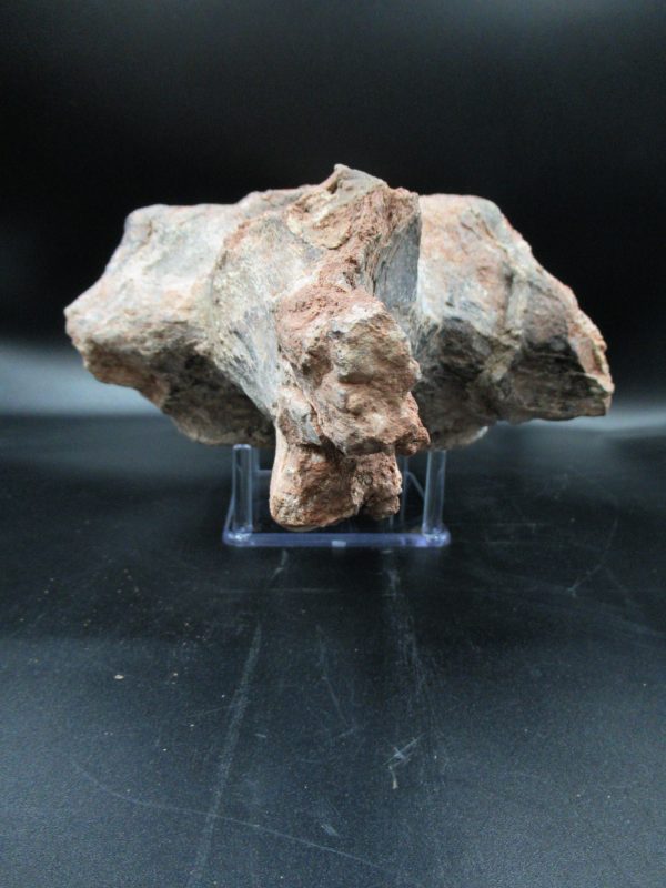 Atlasaurus Sauropod Vertebra #1 - Image 3