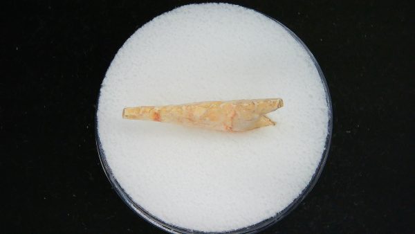 Mesolithic Curved Base Point #22 - Image 3