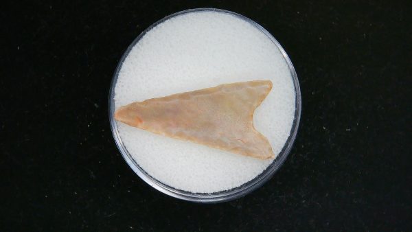 Mesolithic Curved Base Point #23