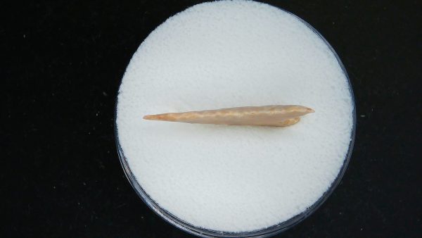 Mesolithic Curved Base Point #23 - Image 3