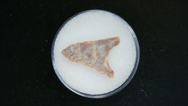 Mesolithic Curved Base Point #24
