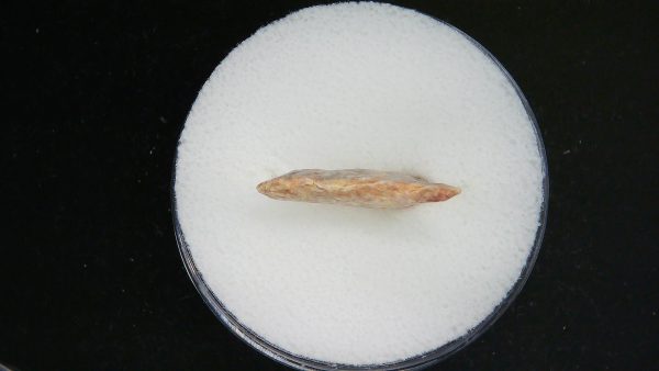 Mesolithic Curved Base Point #24 - Image 3