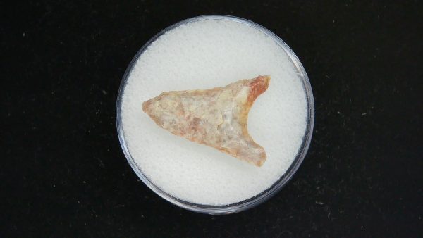 Mesolithic Curved Base Point #24 - Image 2