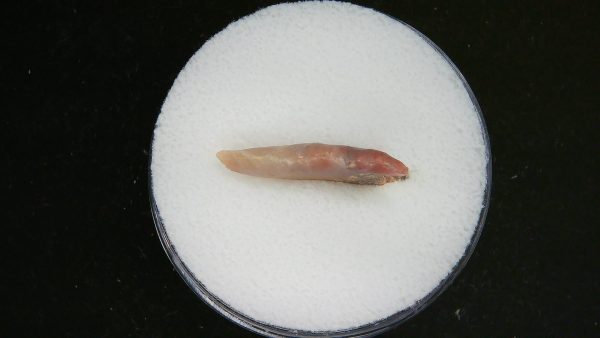Genuine Morocco Sahara Desert Mesolithic Curved Base Point For Sale #25b