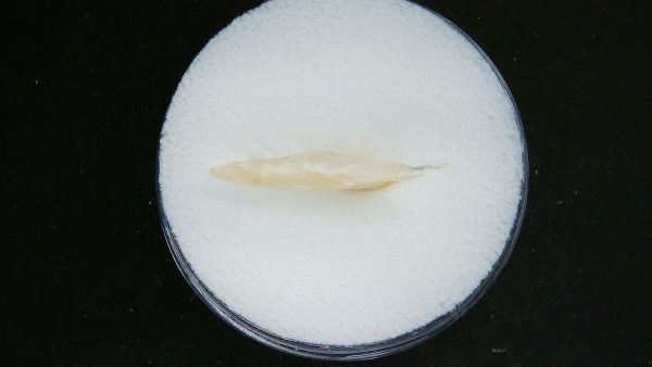 Mesolithic Curved Base Point #26 - Image 3