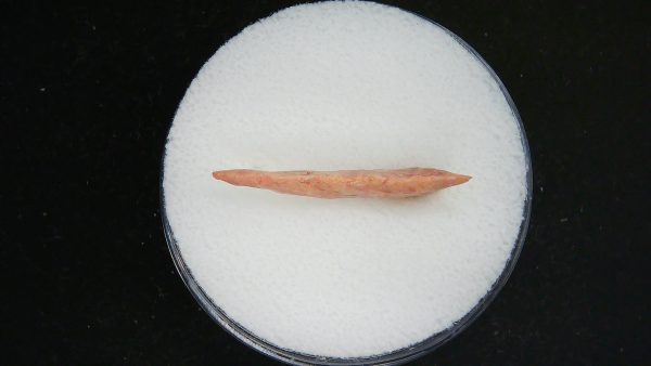 Mesolithic Curved Base Point #27 - Image 3