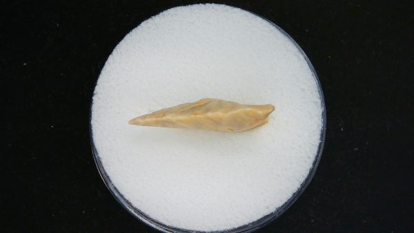 Mesolithic Curved Base Point #28 - Image 3