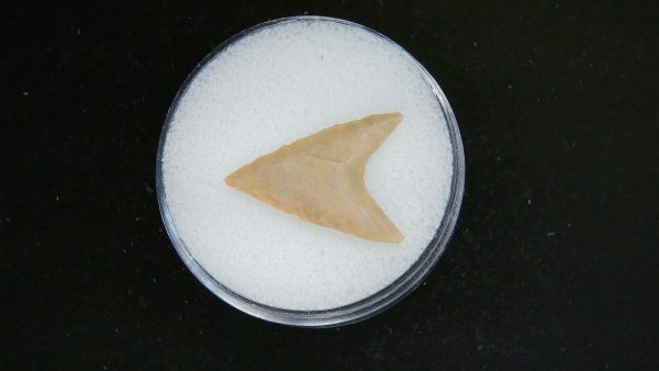 Genuine Morocco Sahara Desert Mesolithic Curved Base Point For Sale #30
