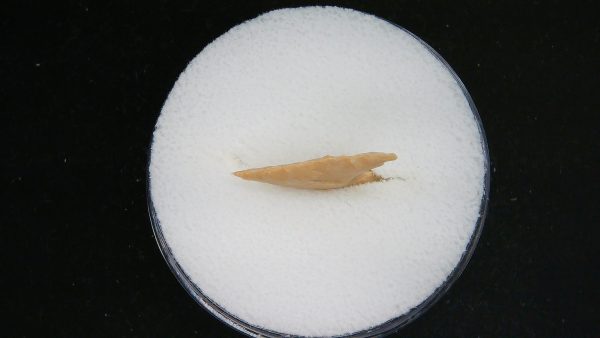 Genuine Morocco Sahara Desert Mesolithic Curved Base Point For Sale #30b