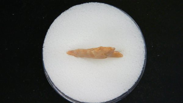 Mesolithic Curved Base Point #31 - Image 3