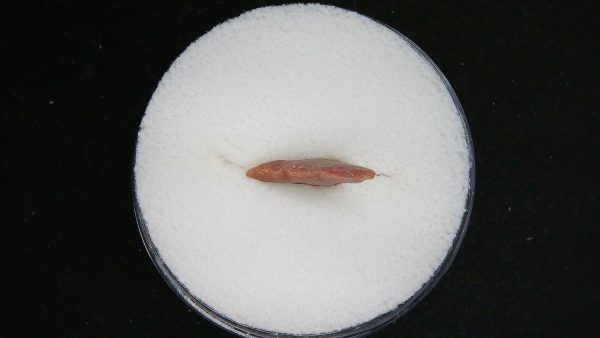Mesolithic Curved Base Point #32 - Image 3