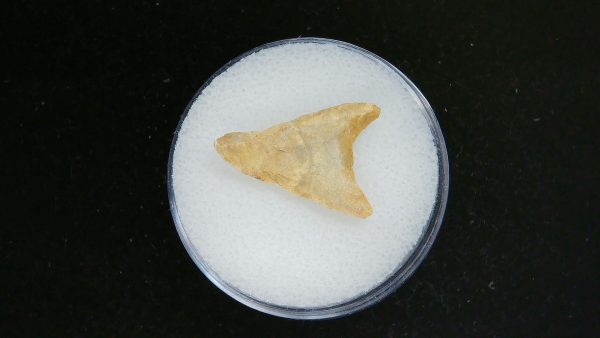 Mesolithic Curved Base Point #33 - Image 2