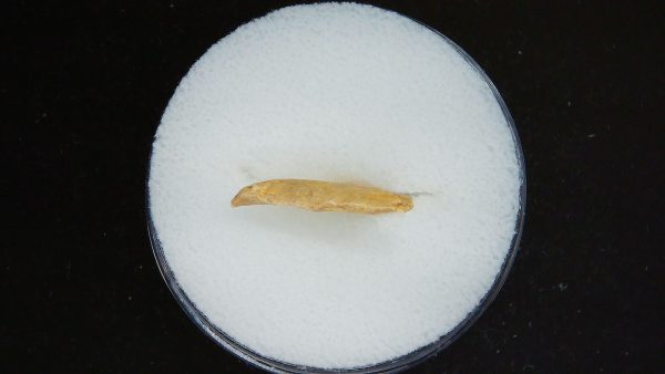Mesolithic Curved Base Point #33 - Image 3