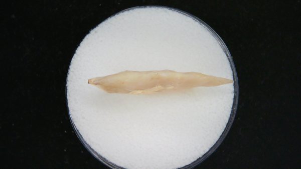 Mesolithic Laurel Leaf Point #11 - Image 3