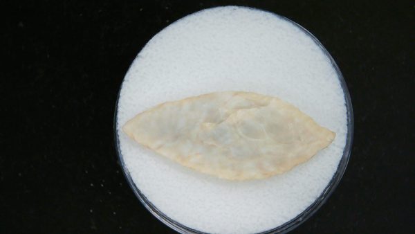 Genuine Morocco Sahara Desert Mesolithic Laurel Point For Sale #12a