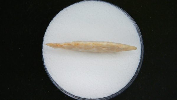 Genuine Morocco Sahara Desert Mesolithic Laurel Point For Sale #12b