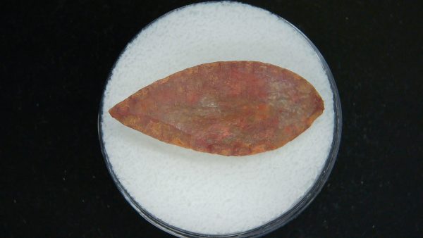 Genuine Morocco Sahara Desert Mesolithic Laurel Point For Sale #16a