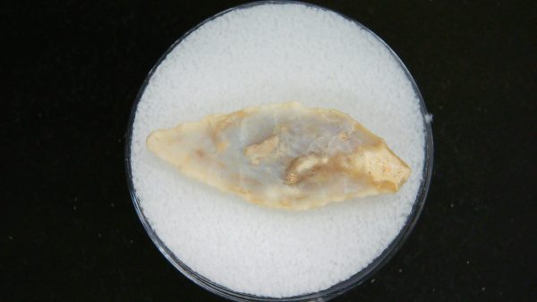 Mesolithic Laurel Leaf Point #17 - Image 2