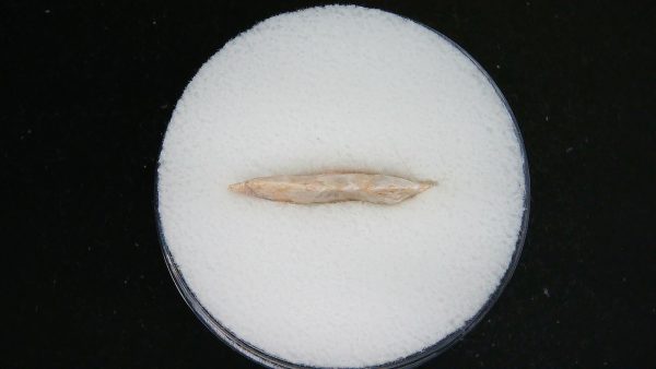 Mesolithic Serrated Bird Point #34 - Image 3