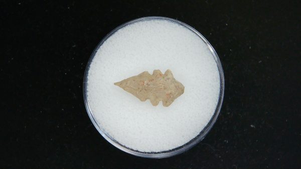 Mesolithic Serrated Bird Point #35 - Image 2