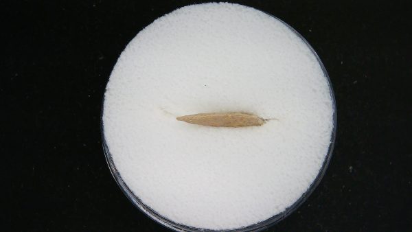 Mesolithic Serrated Bird Point #35 - Image 3